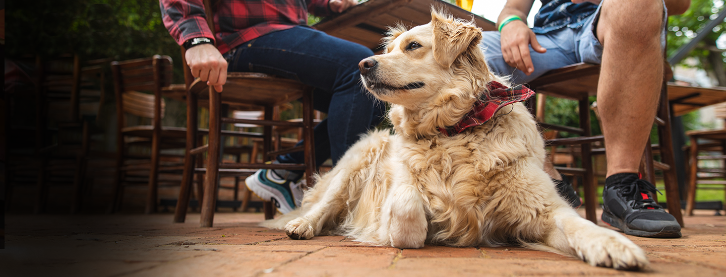 cão em estabelecimento