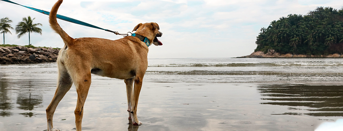 cachorro na praia de santos