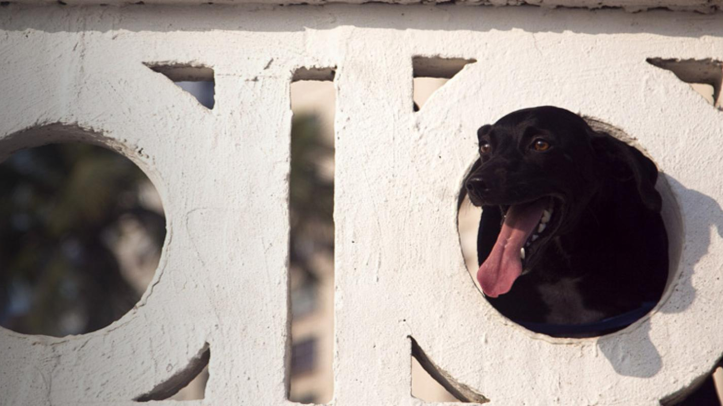 cachorro na mureta da praia