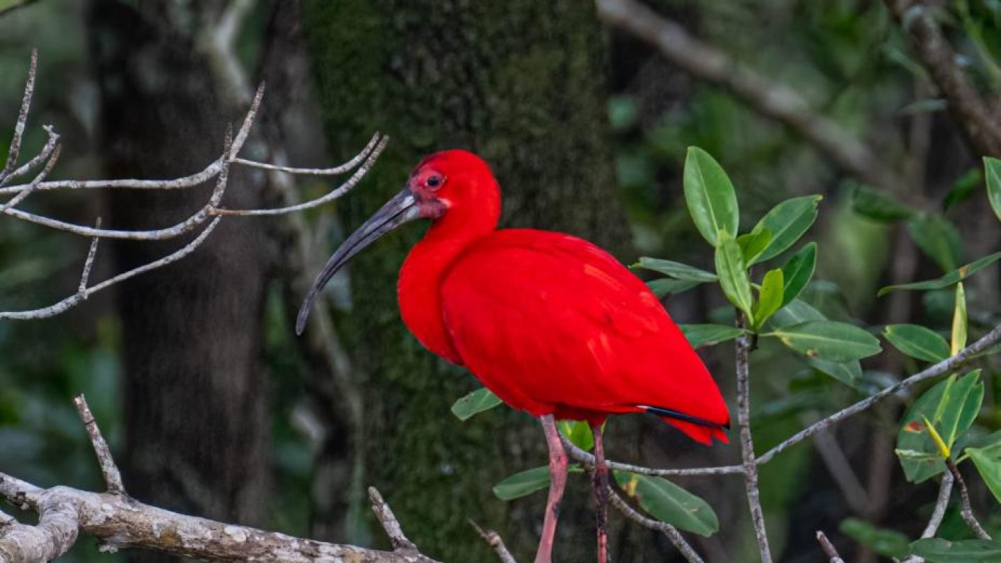 Guará vermelho com a floresta no fundo