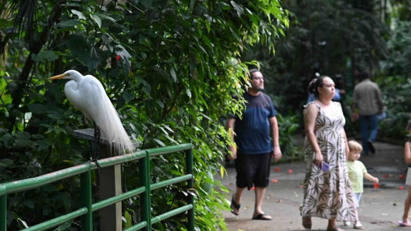 A foto mostra um ambiente de parque ou jardim zoológico, com muita vegetação verde e densa ao fundo. Em primeiro plano, à esquerda, há uma bela garça-branca-grande pousada sobre um corrimão verde. A ave está tranquila, com o corpo voltado para frente e as longas penas brancas caindo elegantemente.