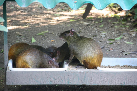 Grupo de cutias se alimenta em bandejas sob uma cobertura simples no chão de terra.