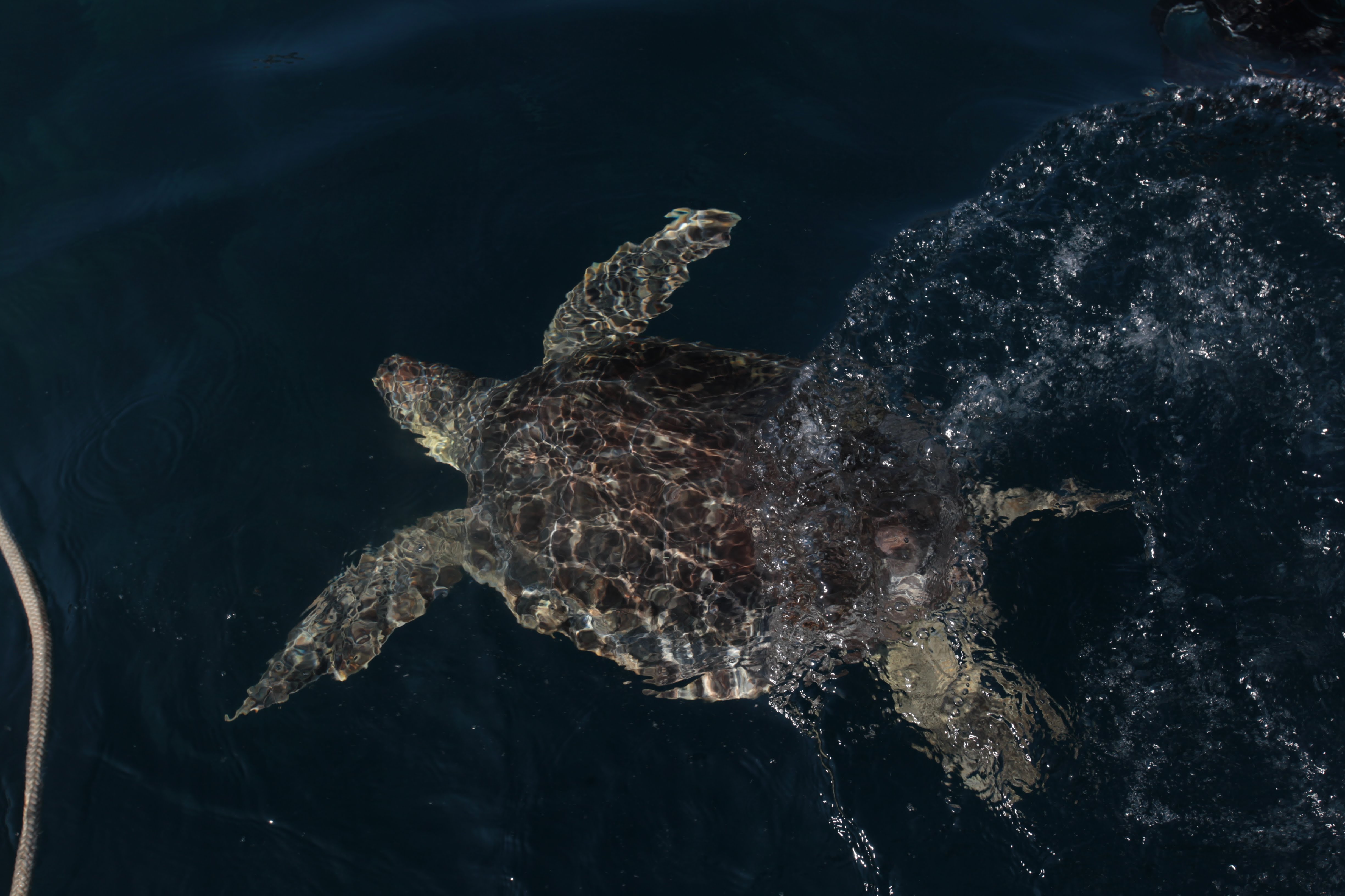 Tartaruga marinha nadando em mar aberto, próximo a uma embarcação
