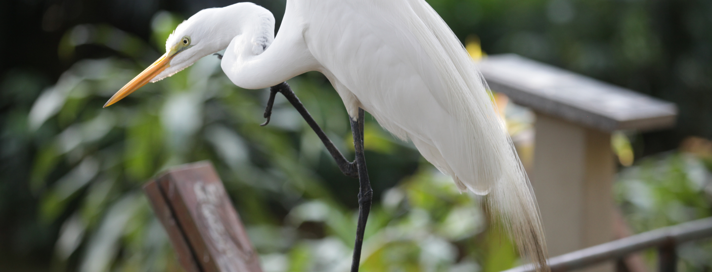 Garça branca em pé, com uma pata levantada, sobre uma estrutura em meio à vegetação