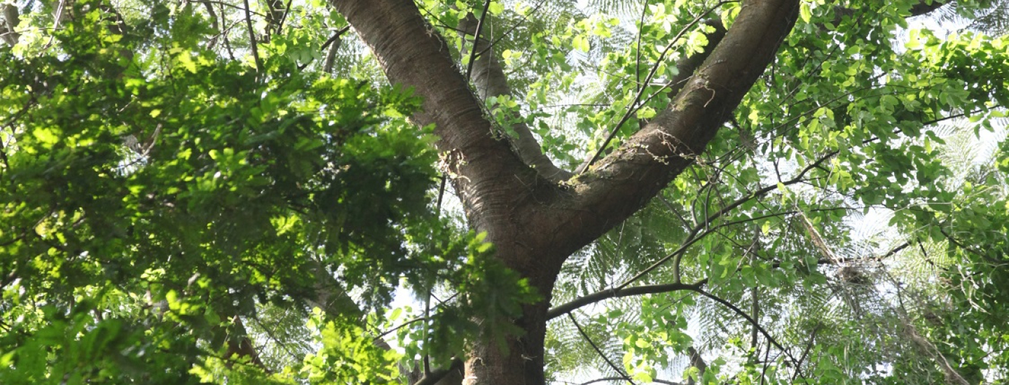 Uma árvore de tronco largo e galhos em forma de Y, com muitas folhas verdes ao redor. A luz do sol penetra pela copa, iluminando o tronco e as folhas