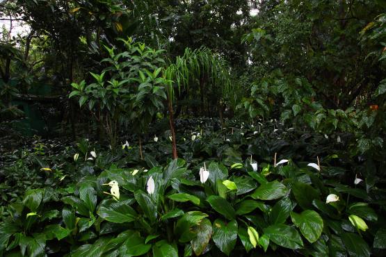 Jardim com folhagens verdes e diversas flores brancas em meio à vegetação tropical