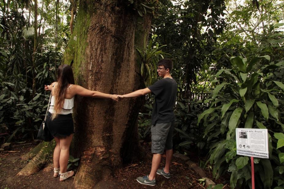 Um homem e uma mulher dão as mãos enquanto abraçam o tronco largo de uma grande árvore em meio à vegetação