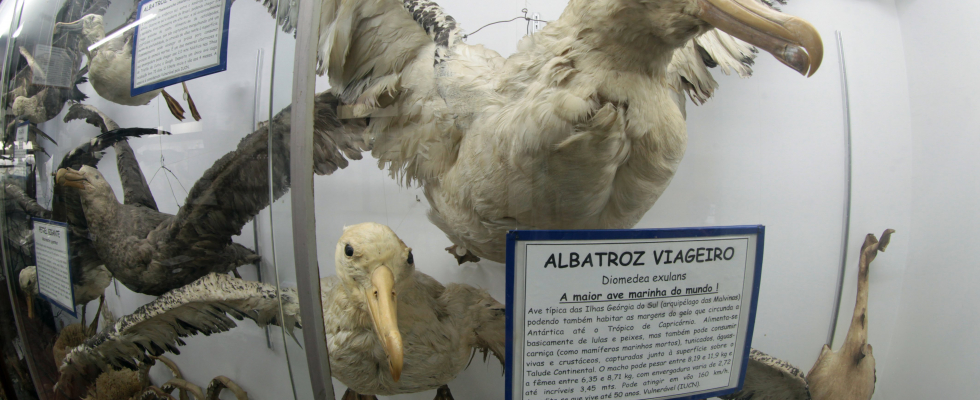 A imagem mostra uma vitrine de museu com diversos albatrozes taxidermizados, expostos em poses de voo ou com as asas abertas. O destaque central é um grande exemplar identificado como Albatroz-viajeiro (Diomedea exulans), acompanhado de uma placa informativa.