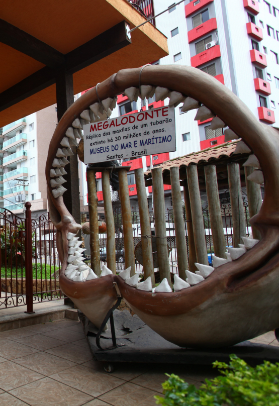 Réplica da mandíduba do megalodonte, tubarão pré-histórico extinto há 30 milhões de anos.