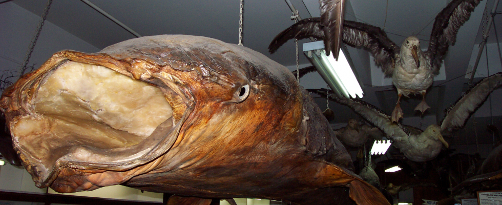 Maior da espécie, o tubarão-baleia do Museu do Mar tem seis metros de comprimento e mais de uma tonelada - é o único exemplar exposto na América do Sul.