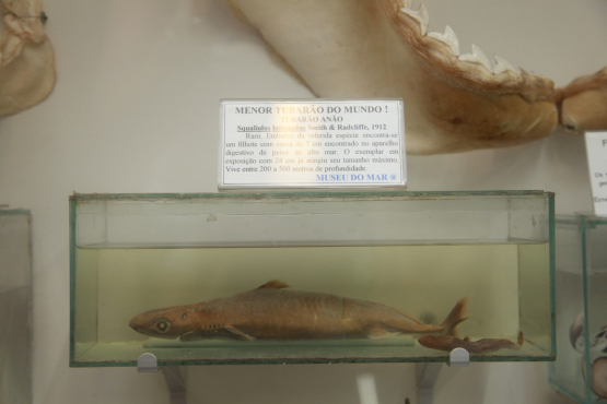 O menor exemplar da espécie é o tubarão-anão, com apenas 24 centímetros de comprimento.