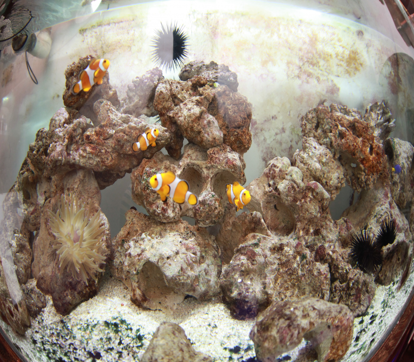 A imagem mostra um aquário marinho repleto de vida. No centro e ao redor das rochas de coral, nadam peixes-palhaço (com listras laranja, branco e preto), que se destacam pelo contraste com o fundo claro do tanque.