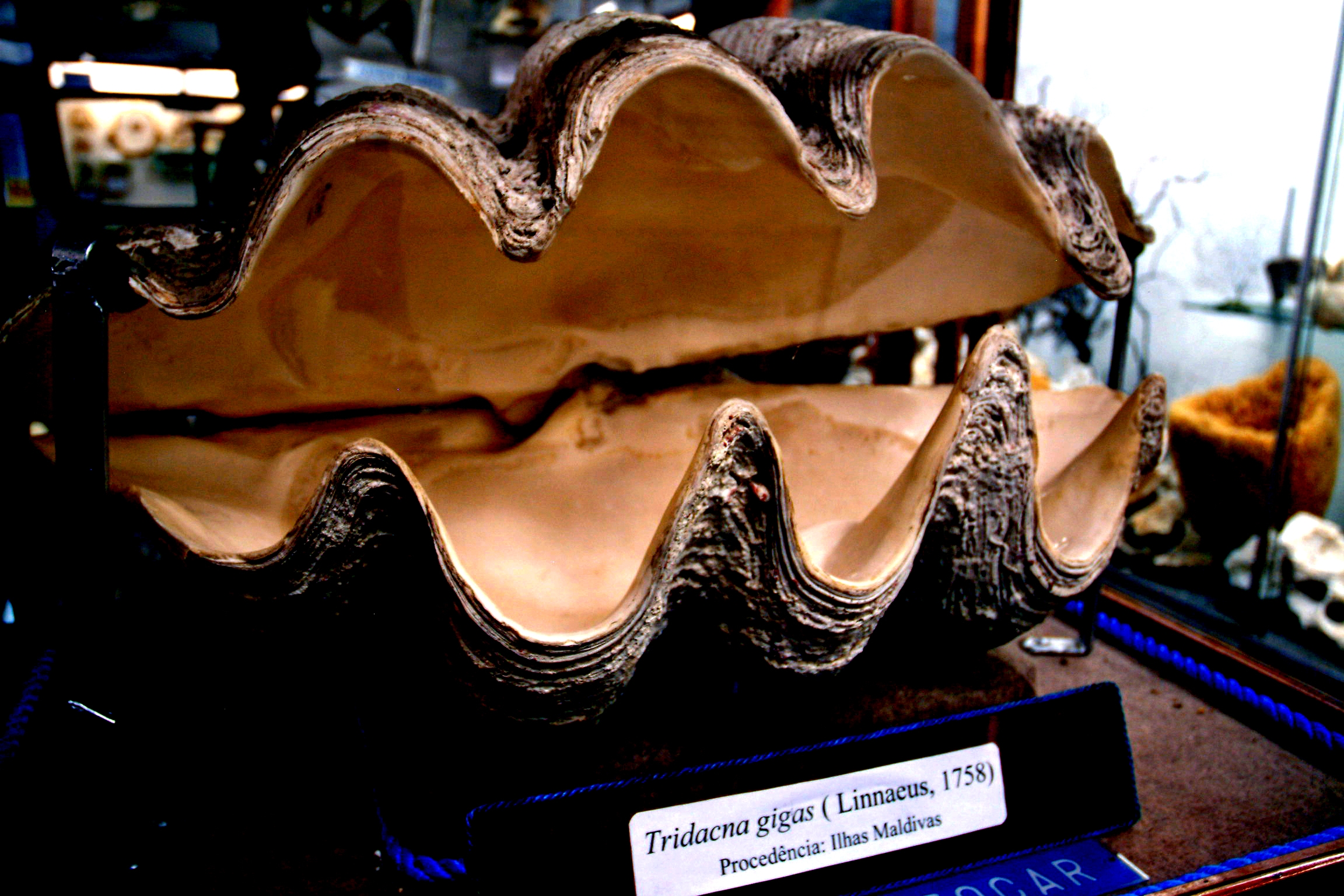 A imagem mostra uma enorme concha exposta em uma vitrine de museu. Trata-se de um exemplar de Tridacna gigas, também conhecida como marisco-gigante ou giant clam, uma das maiores espécies de moluscos bivalves do mundo.