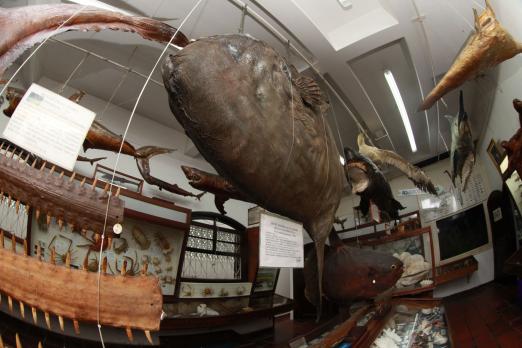 Maior peixe ósseo do mundo, com 1,60 metro e 254 quilos, o peixe-lua também se encontra em exposição. 