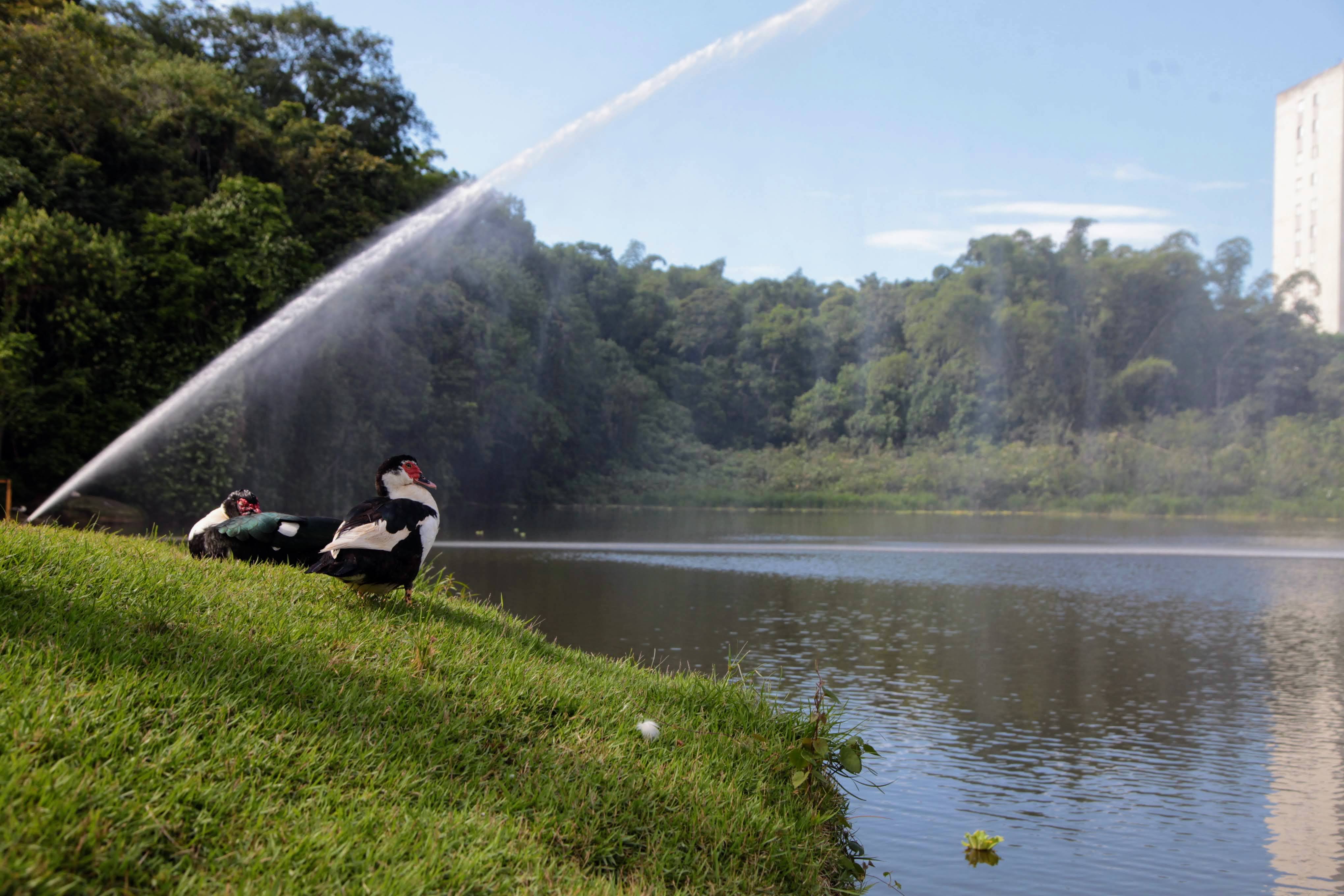 Ducks rest on the grass by the Lagoa da Saudade under the water spray from a fountain