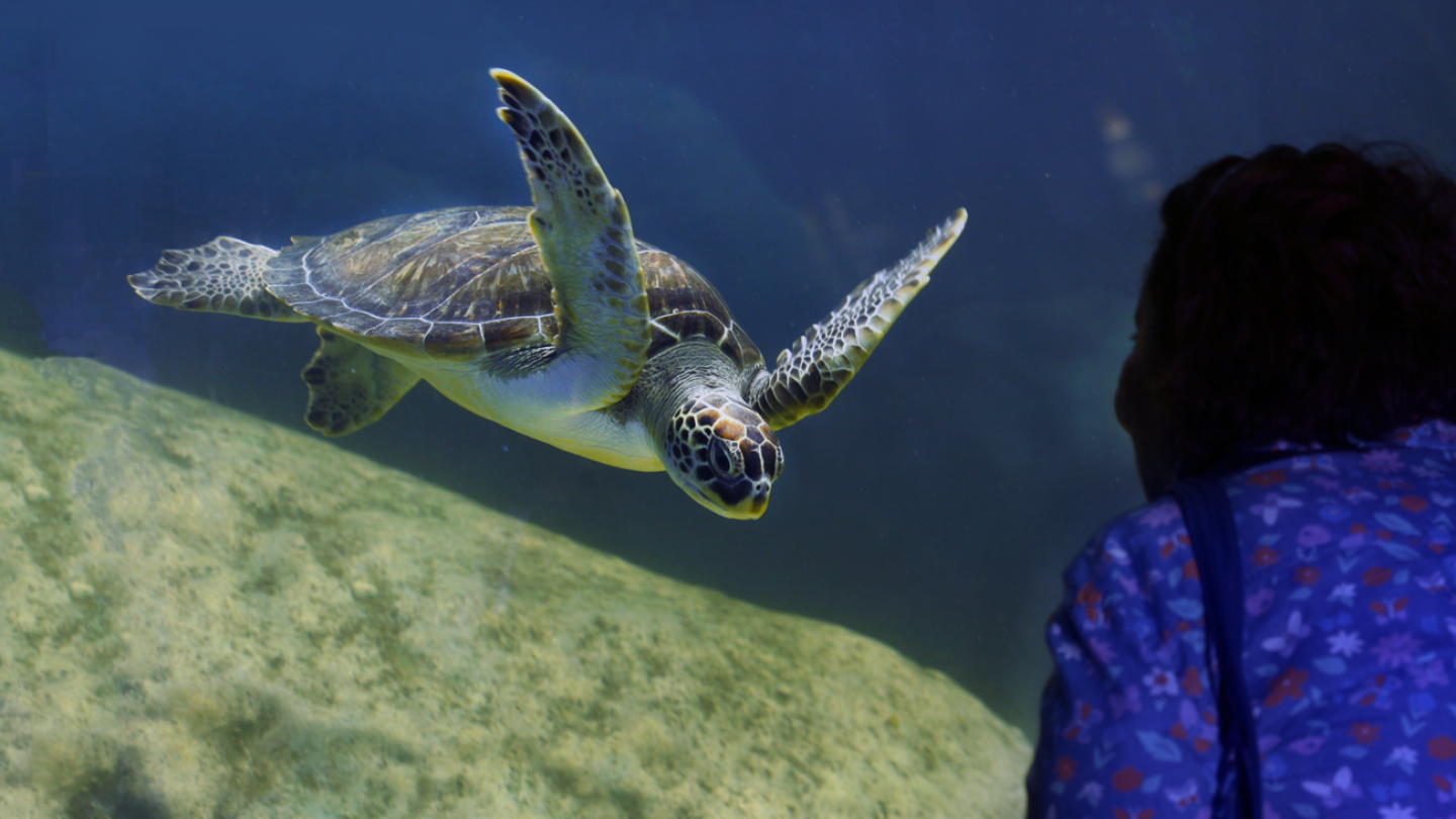 aquario de santos tanque das tartarugas