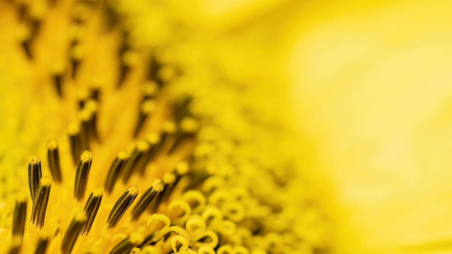 Girassol visto de perto