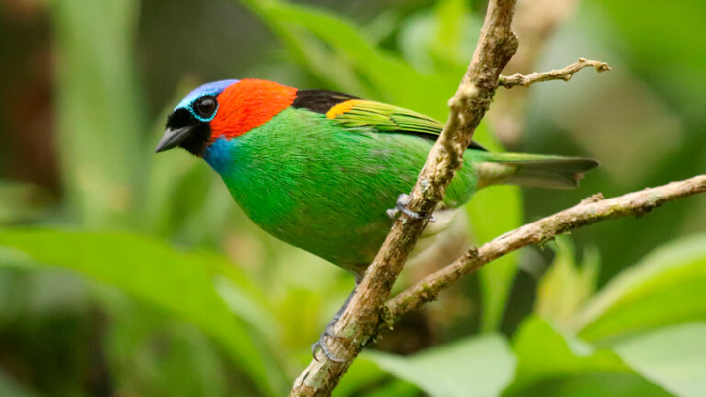 Pássaro colorido pousado em um galho, com penas verdes, azuis, vermelhas e pretas, em meio à vegetação