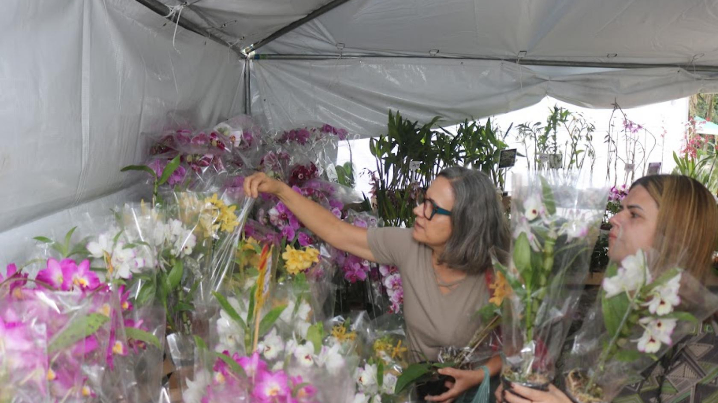 Na imagem vemos uma feira de orquídeas em Santos. Duas mulheres observam atentamente as plantas dentro de uma barraca coberta por lona branca. Uma delas segura um vaso e escolhe entre as flores expostas, enquanto a outra também carrega um exemplar nas mãos. Ao fundo, há uma grande variedade de orquídeas coloridas, principalmente nas tonalidades de branco, amarelo e rosa, todas embaladas em plástico transparente. O ambiente transmite o clima de valorização da natureza e da beleza das flores.
