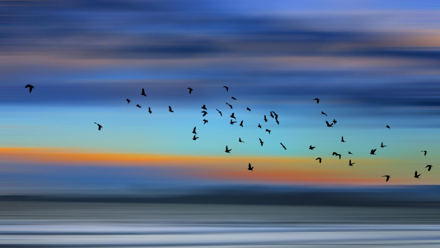 Ela mostra um grupo de pássaros em pleno voo, atravessando um céu de cores intensas e suaves ao mesmo tempo. O horizonte exibe tons que vão do laranja e dourado ao azul e lilás, sugerindo o momento de transição entre o pôr do sol e o início da noite. As aves aparecem como silhuetas negras, contrastando com o fundo colorido e dando uma sensação de liberdade e movimento. A superfície abaixo reflete as nuances do céu, indicando que pode ser o mar ou um grande corpo d’água tranquilo completando uma cena serena.