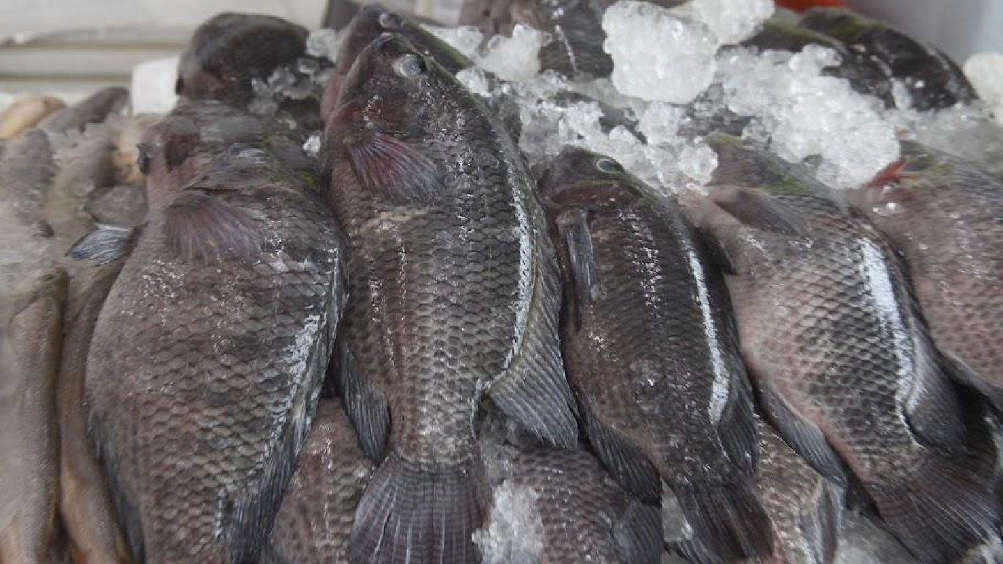 A imagem mostra uma fileira de peixes frescos dispostos sobre uma camada de gelo triturado, provavelmente em uma feira ou mercado de peixes. Os peixes estão organizados lado a lado, com o corpo úmido e brilhante, indicando que foram recentemente pescados ou conservados adequadamente.
