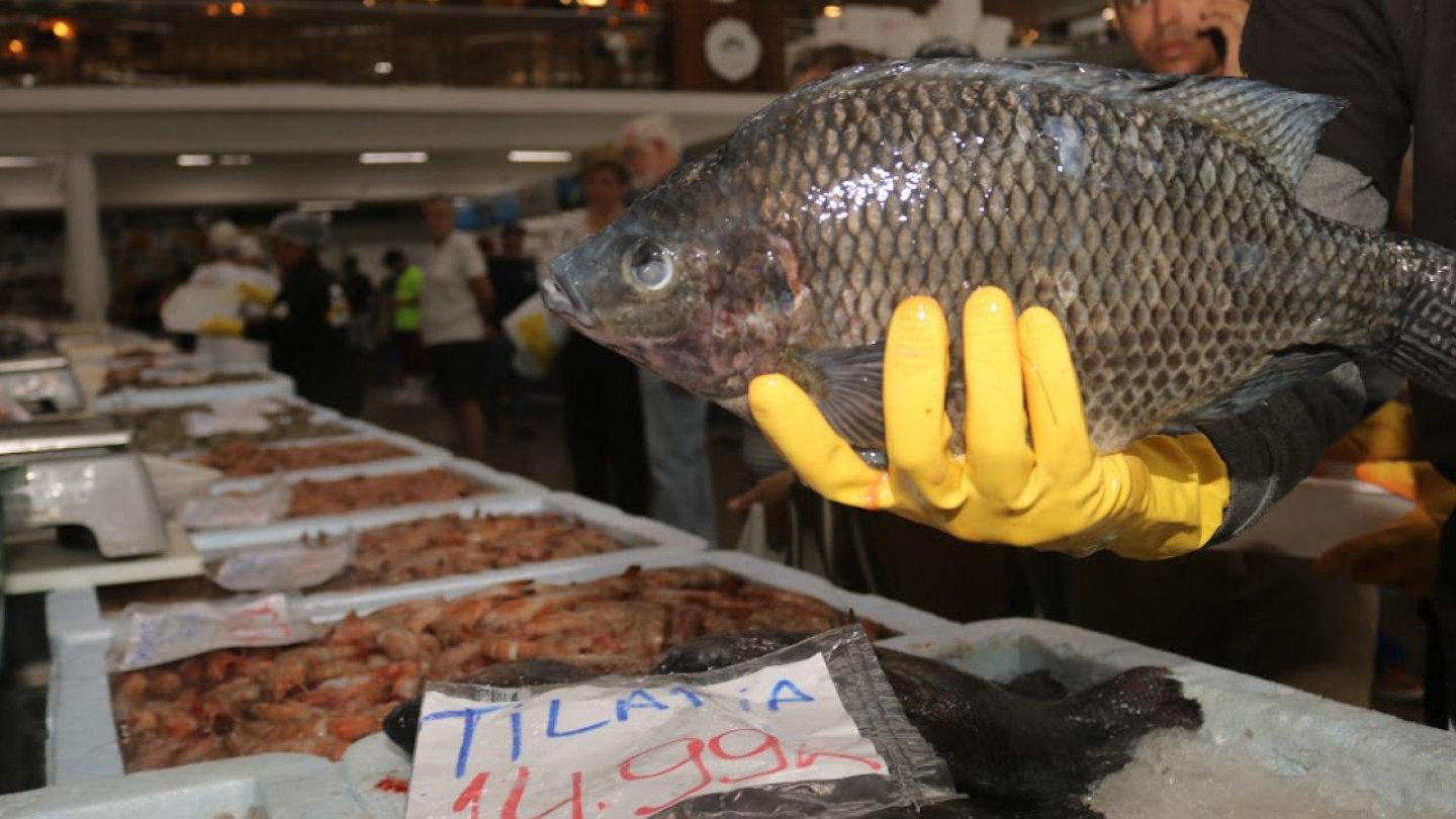 Na imagem, vemos o interior de um mercado de peixes movimentado. Em primeiro plano, uma pessoa usando luvas amarelas segura um peixe grande, exibindo-o para venda. À frente, sobre bancadas de isopor com gelo, há uma variedade de frutos do mar expostos, como camarões e outros peixes. Um cartaz escrito à mão indica “TILÁPIA 14,99”, sugerindo o preço por quilo. Ao fundo, há outras pessoas circulando pelos corredores do mercado.