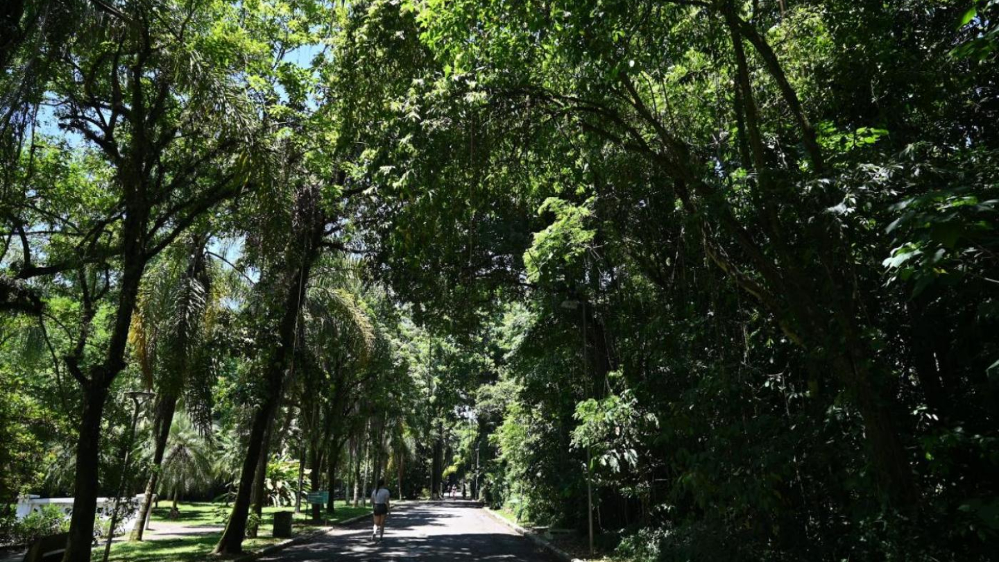 Árvores do Jardim Botânico