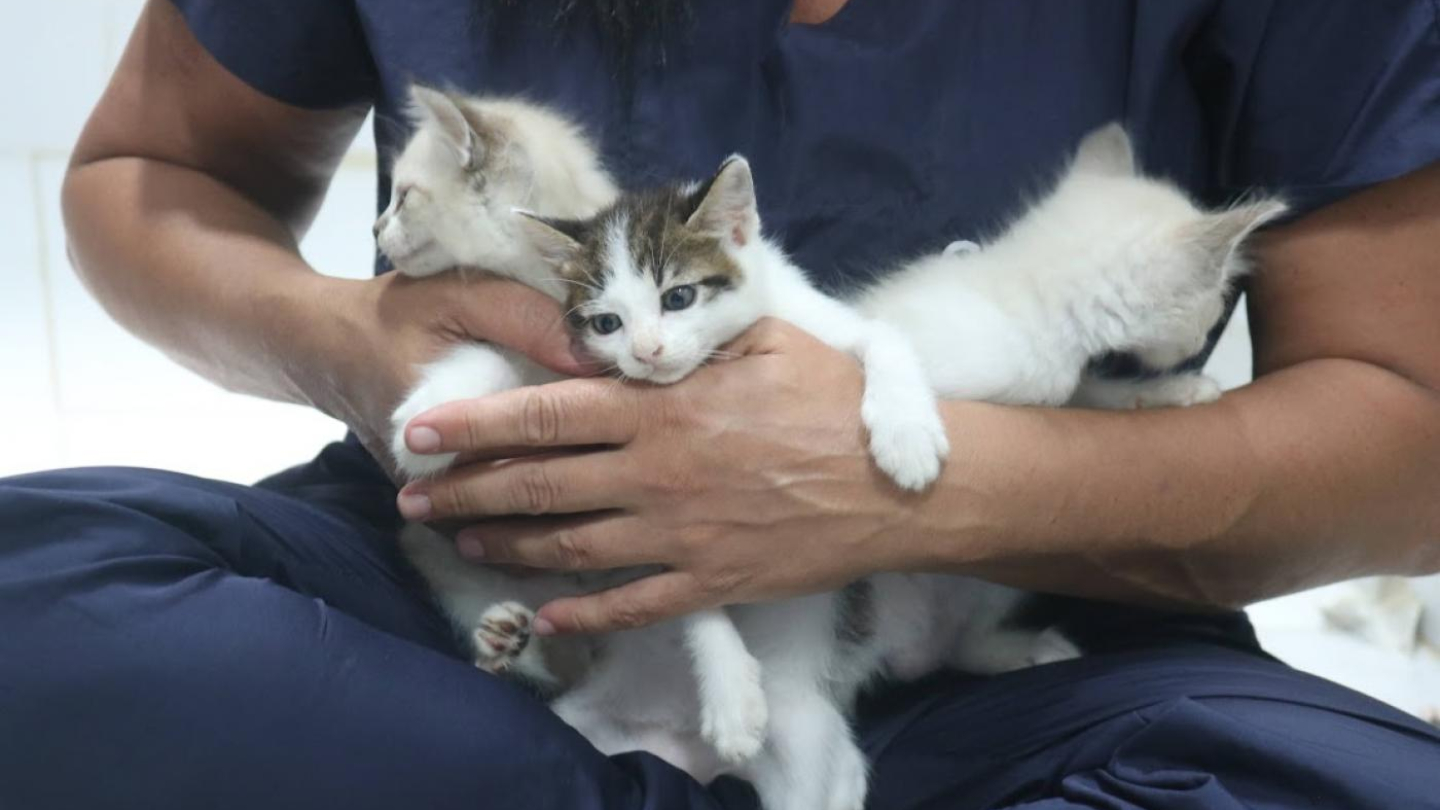 Três gatinhos brancos filhotes no colo de veterinária com uniforme azul