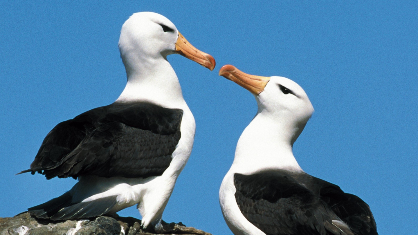 Albatrozes