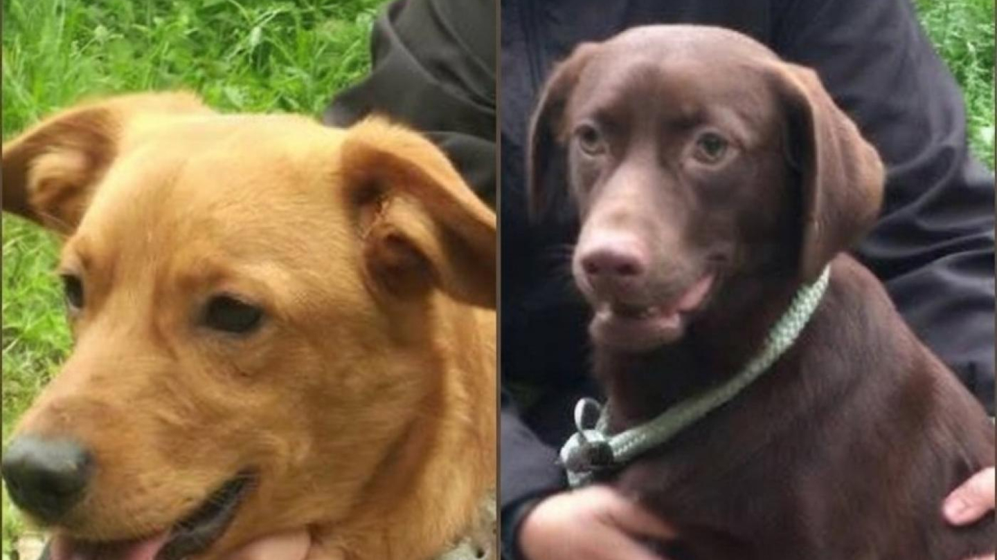 Cachorros caramelo
