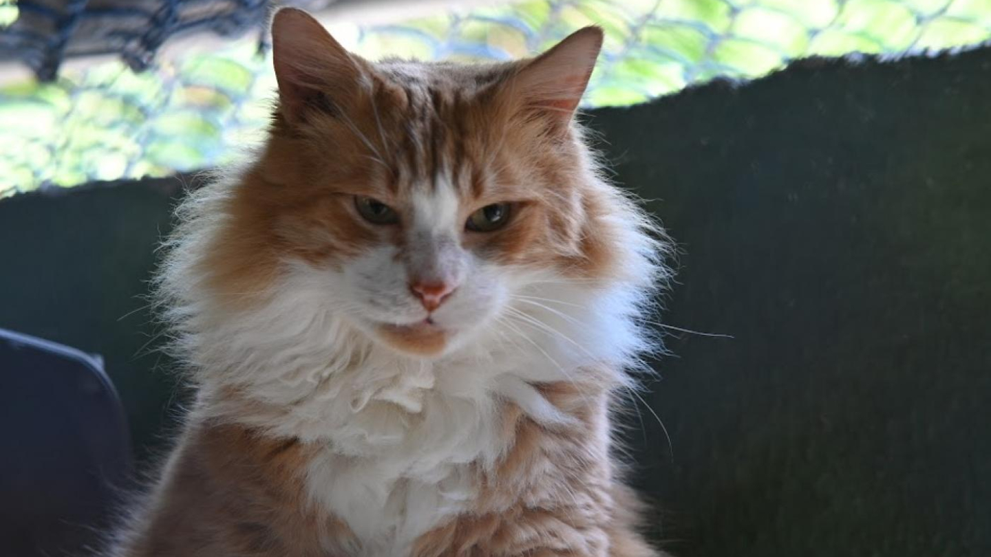 Gatos